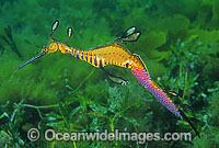 Weedy Seadragon (Phyllopteryx taeniolatus) - male with eggs attached to underside of tail. Western Port Bay, Victoria, Australia