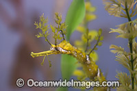 Ribboned Seadragon (Haliichthys taeniophorus). Primarily known from the north-western Australian coast, ranging from Shark Bay to Exmouth, but also known from the Darwin region and east to Torres Strait, including Papua New Guinea. Aquarium Photo.