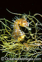 Short-head Seahorse (Hippocampus breviceps) on sea algae. Port Phillip Bay, Victoria, Australia