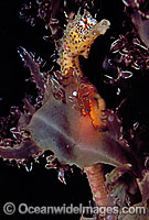 Short-head Seahorse (Hippocampus breviceps) on sea algae. Port Phillip Bay, Victoria, Australia