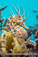 Southern Pot-belly Seahorse (Hippocampus bleekeri). Also known as Big-belly Seahorse. Found on soft-bottom habitats in southern Australia. Photo taken in Port Phillip Bay, Mornington Peninsula, Vic, Australia.