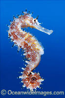 Thorny Seahorse (Hippocampus histrix). Found throughout tropical West Pacific, southern Japan to the Coral Sea, including Great Barrier Reef, Australia.