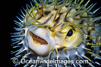 Globefish (Diodon nichthemerus). Also known as Porcupinefish or Pufferfish. Port Phillip Bay, Victoria, Australia