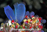 Cluster of colourful Sea Tunicates. Blue Tunicate (Rhopalaea sp.) 4cm, Strawberry Tunicate (Didemnum cf. moseleyi) 5mm. Also known as Ascidians and Sea Squirts. Bali, Indonesia