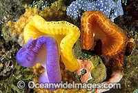 Cluster of Sea Tunicates (Sycozoa sp.). Also known as Ascidians and Sea Squirts. Edithburgh, South Australia, Australia