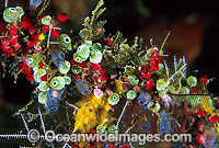 Cluster of colourful Sea Tunicates. Strawberry Tunicates (Didemnum cf. moseleyi), Black Spotter Tunicate (Clavelina moluccensis) and Stinging Hydroids. Also known as Ascidians and Sea Squirts. Bali, Indonesia
