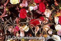 Cluster of Strawberry Tunicates (Didemnum cf. moseleyi) 5mm and Soft Coral Polyps. Also known as Ascidians and Sea Squirts. Bali, Indonesia