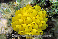 Cluster of colourful Sea Tunicates (Perophora modificata). Also known as Ascidians and Sea Squirts. Great Barrier Reef, Queensland, Australia