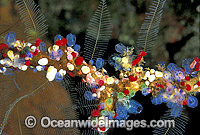 Cluster of colourful Sea Tunicates. Strawberry Tunicates (Didemnum cf. moseleyi), Black Spotter Tunicate (Clavelina moluccensis) and Stinging Hydroids. Also known as Ascidians and Sea Squirts. Bali, Indonesia