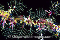 Cluster of colourful Sea Tunicates, also known as ascidians, Strawberry Tunicate (Didemnum cf. moseleyi), Black Spotter Tunicate (Clavelina moluccensis) and Stinging Hydroid. Found throughout Indo-West Pacific. Photo taken Tulamben, Bali, Indonesia