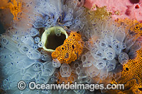 A variety of Tunicates and Sea Sponge, attached to an Edithburgh Jetty pylon. These invertebrates are found throughout temperate Australian waters. Photo taken at Edithburgh, York Peninsula, South Australia, Australia.
