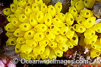 Cluster of colourful Sea Tunicates (Perophora modificata). Also known as Ascidians and Sea Squirts. Found throughout the Indo-West pacific, including the Great Barrier Reef, Australia.