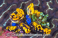 Cluster of colourful Sea Tunicates, also known as Ascidians. Found throughout the Indo-West Pacific, including the Great Barrier Reef, Australia. Also found within the Coral Triangle.