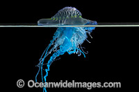 Portuguese man o' war (Physalia physalis). Also known as the Blue Bottle, Blue Bubble and Portuguese Man-of-War. Venomous, capable of producing a very painful and powerful sting. Found throughout the world. Photo taken off Coffs Harbour, NSW, Australia.