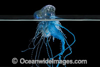 Portuguese man o' war (Physalia physalis). Also known as the Blue Bottle, Blue Bubble and Portuguese Man-of-War. Venomous, capable of producing a very painful and powerful sting. Found throughout the world. Photo taken off Coffs Harbour, NSW, Australia.