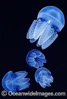 Blubber Jellyfish (Catostylus mosaicus). Also known as Jelly Blubber. Queensland, Australia