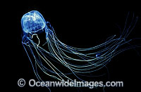 Extremely venomous Box Jellyfish (Chironex fleckeri) in hunting mode. Also known as Sea Wasp. Northern Australia