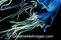 Close detail of extremely venomous Box Jellyfish (Chironex fleckeri) tentacles. Also known as Sea Wasp. Northern Australia