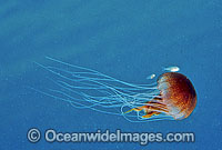 Juvenile Fish with Jellyfish (Chrysaora southcotti). Southern Australia