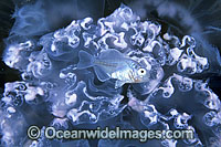 Warehou (Seriolella brama) - juvenile sheltering amongst the tentacles of Moon Jellyfish (Aurelia aurita). Tasmania, Australia