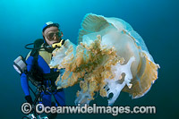 Diver observing a Giant Crinkled Jellyfish (Versuriga anadyomene). Photo was taken in the Solitary Islands Marine Sanctuary, Coffs Harbour, New South Wales, Australia.