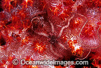 Brittle Star (Ophiothrix sp.) on Dendronephthya Soft Coral. Great Barrier Reef, Queensland, Australia