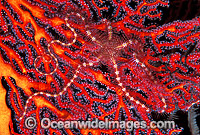 Brittle Star (Ophiothrix sp.) on Gorgonian Fan Coral. Great Barrier Reef, Queensland, Australia