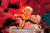 Brittle Star (Ophiomyxa australis) on Sponge. Port Phillip Bay, Victoria Australia