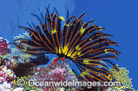 Feather Star (Possibly: Oxycomanthus bennetti). Also known as Crinoid. Great Barrier Reef, Queensland, Australia