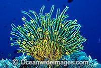 Feather Star (Comantheria sp.). Also known as Crinoid. Great Barrier Reef, Queensland, Australia