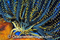 Feather Star (Oxycomanthus sp.). Also known as Crinoid. Bali, Indonesia