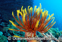 Feather Star (Comantheria sp.?). Also known as Crinoid. New Britain Island, Papua New Guinea