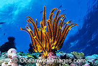 Feather Star (Oxycomanthus sp.). Also known as Crinoid. Great Barrier Reef, Queensland, Australia