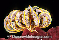 Feather Star (Himerometra sp. ?) on sponge. Also known as Crinoid. Bali Indonesia