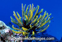 Feather Star (Possibly: Comantheria sp.). Also known as Crinoid. New Britain Island, Papua New Guinea