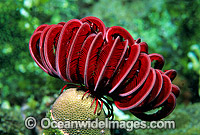 Feather Star (Himerometra robustipinna). Also known as Crinoid. Bali, Indonesia