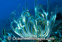 Feather Star (Possibly: Comantheria sp.). Also known as Crinoid. Bali, Indonesia