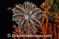 Crinoid Feather Star (Possibly: Reometra sp.) on Gorgonian Fan Coral. Also known as Crinoid. Great Barrier Reef, Australia