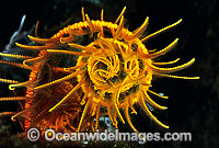 Close detail of Crinoid Feather Star (Comaster sp. ?) feeding arm. Also known as Crinoid. Bali, Indonesia