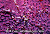 Crinoid Feather Star (Possibly: Reometra sp.) on sponge. Also known as Crinoid. Great Barrier Reef, Queensland, Australia