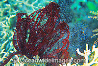 Crinoid Feather Star (Possibly: Comaster sp.) - spawning. Also known as Crinoid. Photo taken in Great Barrier Reef, Queensland, Australia