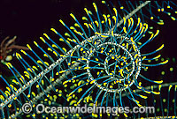 Close detail showing the feeding arms of a Crinoid Feather Star (Comantheria sp.). Found on live and dead coral projections throughout the Indo-Pacific region. Photo taken in Bali, Indonesia.