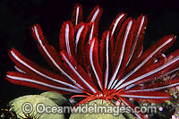Crinoid Feather Star (Himerometra robustipinna). Also known as Crinoid. Found throughout the Indo-West Pacific, including the Great Barrier Reef, Australia