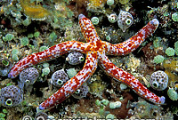 Linckia Sea Star (Linckia multifora). Also known as Linckia Starfish. Great Barrier Reef, Queensland, Australia