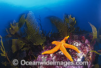 Fromia Sea Star (Fromia polypora). Also known as Fromia Starfish. Southern Australia