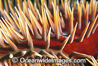 Crown-of-thorns Starfish (Acanthaster planci) - detail of Sea Star venomous spines. Wounds from the spines can be very painful. Great Barrier Reef, Queensland, Australia