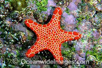Biscuit Star (Pentagonaster duebeni). Also known as Biscuit Starfish. Solitary Islands, New South Wales, Australia