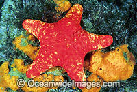 Velvet Sea Star (Petricia vernicina). Also known as Velvet Starfish. Edtithburgh, South Australia