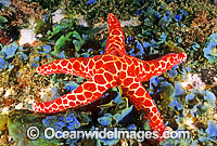 Mosaic Sea Star (Plectaster decanus) amongst sea algae. Also known as Mosaic Starfish. Solitary Islands, New South Wales, Australia