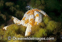 Eleven-arm Sea Star (Coscinasterias muricata) - amongst sea algae. Also known as Eleven-arm Starfish. Port Phillip Bay, Victoria, Australia